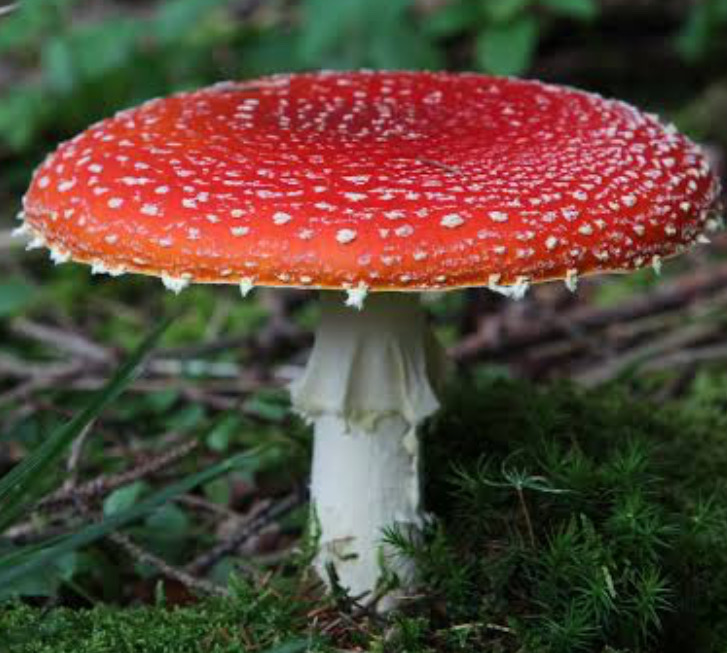 Amanita muscaria red cap with white spots
